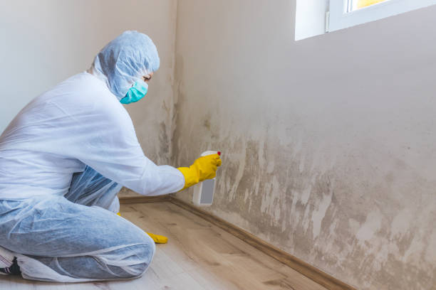 Licensed Mold Cleanup service in Spring Lake, MI - WQB Mold Removal