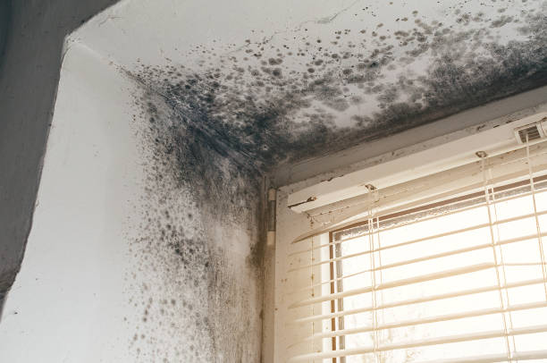 Affordable Mold Cleanup solutions in Spring Lake, MI